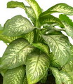 Dieffenbachia amoena